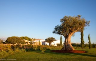 Mallorca Hochzeiten